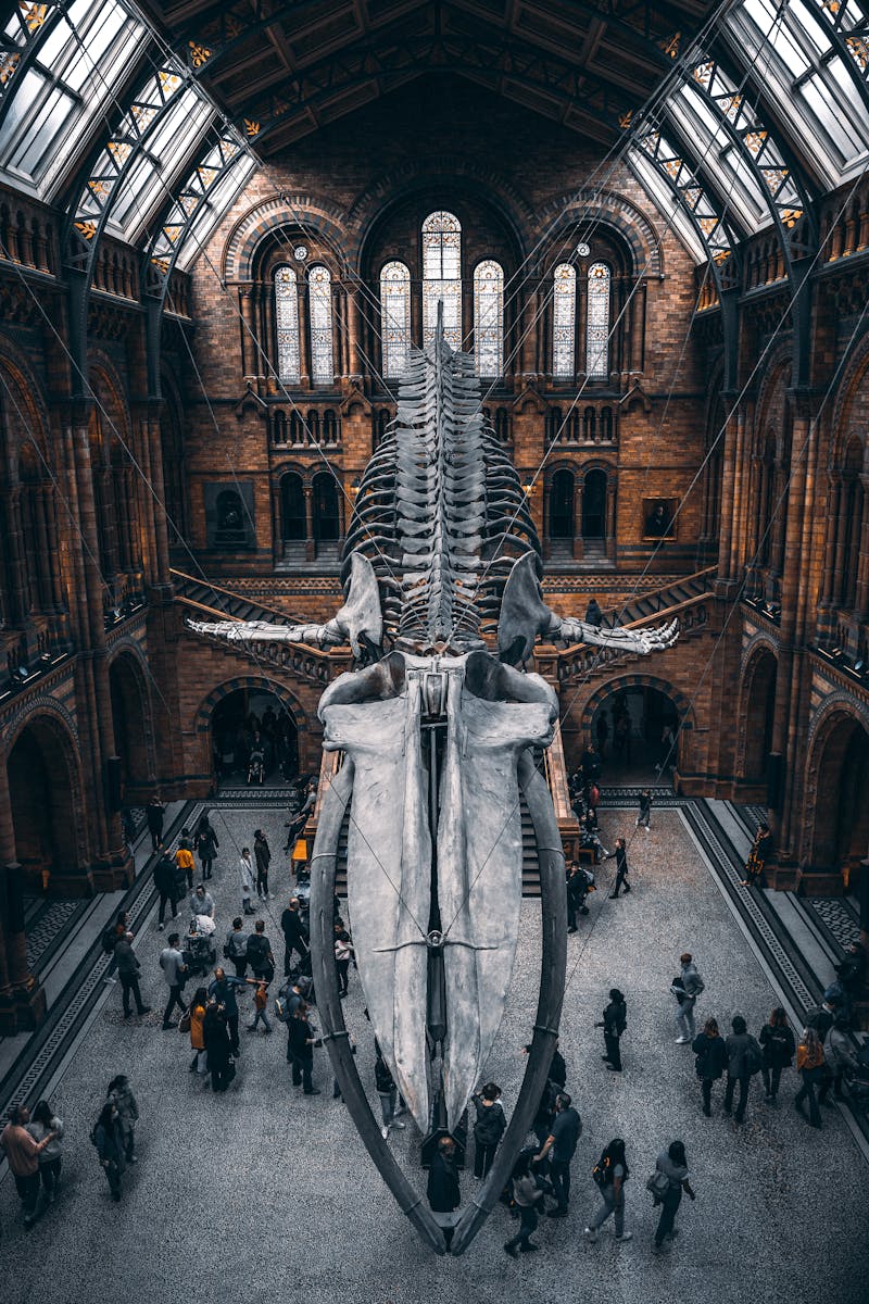 Schelet de balenă albastră la Muzeul de Istorie Naturală Londra